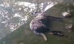 Sahipsiz köpekler koyunları telef etti