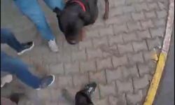 Sokakta ağızlıksız gezdirilen ’Rottweiler’ cinsi köpek dehşet saçtı
