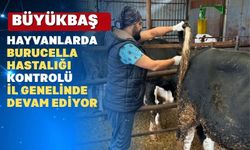 Uşak’ın Ulubey İlçesinde Burucella Kontrolü