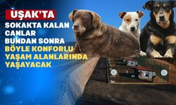 Uşak’ta 5 bin sokak canı artık huzur içerisinde yaşayacak