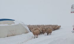 Çadır çöktü 8 koyun telef oldu