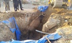 Çukura düşen büyükbaş hayvan itfaiye kurtardı