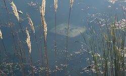 Ehliyetsiz sürücü gölete düştü