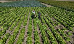 Hasat edilen marul, 25 TL’den alıcı buluyor