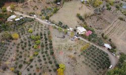 Kilosu 600 TL'den satılan baharatın hasadı başladı