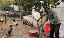 Mavi yumurtlayan 5 tavuğu tişörtün içerisine koyarak çaldı