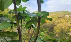 Mevsimi şaşan incir ağaçları çiçek açıp meyve verdi