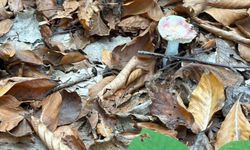 Ormandan Toplanan Mantarların Hepsi Risk İçeriyor