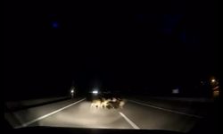 Otomobil sürüye çarptı: 12 koyun telef oldu