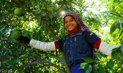 Portakal hasadı başladı, 360 bin ton rekolte bekleniyor