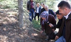 Sedir mantarı için uyarı: "Her mantar toplanmaz"