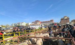 Uzun süredir kapalı olan hayvan pazarı faaliyete girdi