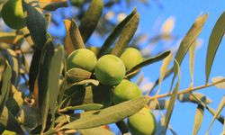 Zeytin alırken nelere dikkat etmeli