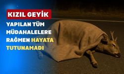 Uşak’ta Bir Otomobilin Çarptığı Kızıl Geyik Yaşamını Yitirdi