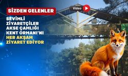 Uşaklılar Tilkilerle Komşu Oldu