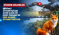 Uşaklılar Tilkilerle Komşu Oldu