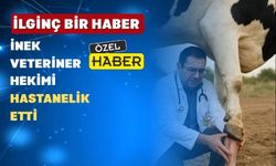 Uşak’ta Yarım Tonluk Bir İnek Veterineri Tepti