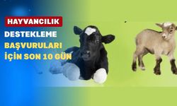 Uşaklı Hayvan Üreticileri; Bu Tarihe Çok Dikkat Ediniz