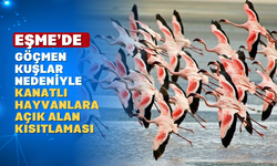 Eşme'de Göç Alarmı: Kanatlılar Kapalı Alanda Barınacak