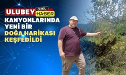 Uşak’ta keşfedilen bu ağaç 1200 yaşında olabilir mi?