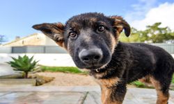 Sokak köpeklerini beslemek yasaklandı