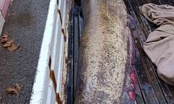 65 kiloluk dev balık, görenleri şaşkına çevirdi