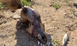 Barınakta hayvanları istismar etti, köpekler açıktan birbirini yedi