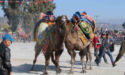 Deve güreşlerinin olup olamayacağını aşılama oranı belirleyecek