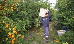 Kilogram fiyatı 2 TL'ye düştü vatandaşlara ücretsiz dağıtılmaya başlandı