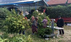 Kilogramı 25 liradan satılan o ürün bir köyün geçim kanağı oldu