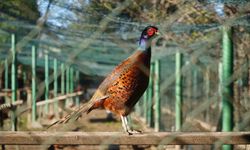 Kokarca savaşçıları: 3 bin sülün doğaya salındı