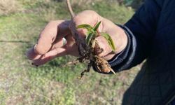 Tükenme tehlikesi altında olan salep yeniden hayat buluyor