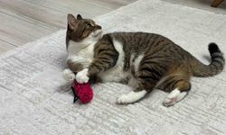 Uzmanı evcil hayvanların aşısı hakkında uyardı