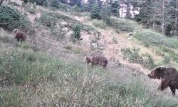 Uzmanlar ayılar konusunda uyardı