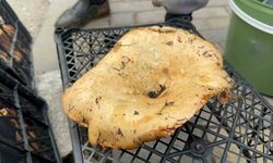 Yağmur bereketli geldi fiyatı 300 liradan 100 liraya düştü