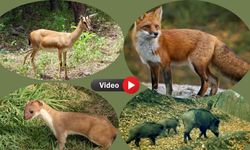 Uşak’ta Fotokapana Takılan Birbirinden Sevimli Hayvanlar