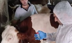 İşte Uşak’ta Şap hastalığı Bulunan Yerleşim Alanları