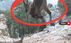 Uşak DKMP’den havada asılı kalan keçiler dans eden geyikler