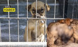 Uşak’ta Ölü Köpekler Olay Yarattı