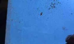 Avm'deki restoranlarda mide bulandıran görüntüler