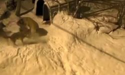 Bekçi köpeği 6 kurda meydan okudu