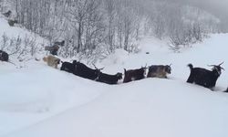 Çoban yaban domuzunun saldırısına uğradı