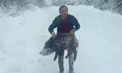 Karlı yolda domuzu elleriyle yakaladı