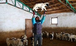 Soğuk havaların etkisiyle kuzu doğumları da arttı