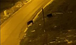 Soğukta aç kalan domuzlar şehre indi