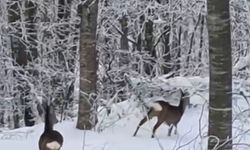 Yaban hayvanları için dağa çıktı