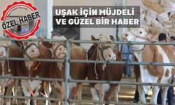 Uşak’ta şap hastalığı sönmek üzere hayvan pazarı açılıyor