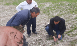 Uşak’ta Artan Hava Sıcaklıkları Haşereleri Harekete Geçirdi