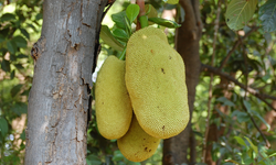 Dalı Kırmaya Niyetli Lezzet: 50 Kiloluk Jak Meyvesi ile Tanışın