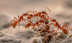 Doğanın Lazer Epilasyonu: Karınca Yumurtası Yağı